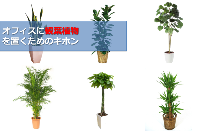 オフィスに観葉植物を置くためのキホン 観葉植物の効果 種類 各種サービス オフィス デザイン